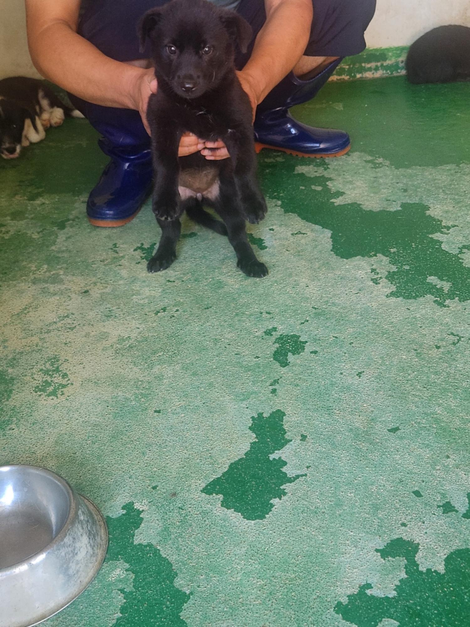 예천군유기동물보호소_447523202300430
